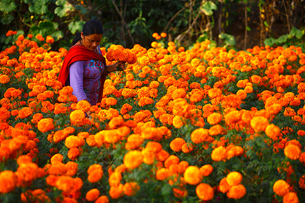 40-year-old Sabitri Pudasaini picks Marigolds in her garden in Thechu on Tuesday. Marigolds are popularly used as offerings and decorations during Tihar.