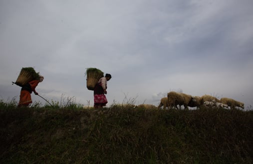 Two women returning home with cattle after working in their crop field in Khokana, Lalitpur on Saturday.
