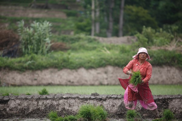 A farmer prepares rice seedlings for planting in Khokana Village, Lalitpur on Friday. The onset of the monsoon this week signals the start of the rice-planting season across Nepal.
