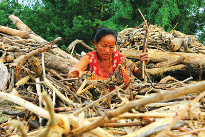 IN THE WOODS: A woman separates branches of wood to make fire at the banks of Koshi River near Prakashpur.