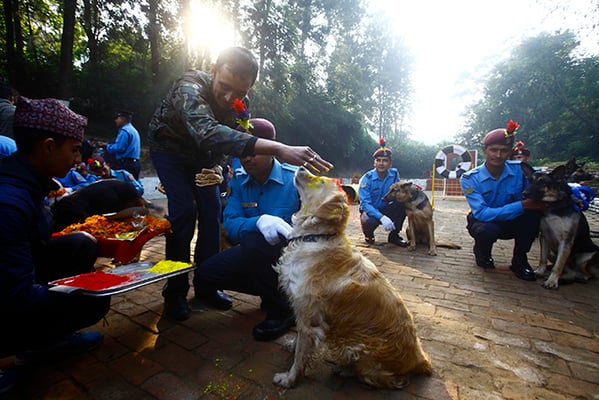 A Nepal Police personnel venerates a dog on the occasion of Kukur Tihar on Tuesday at Kathmandu.
