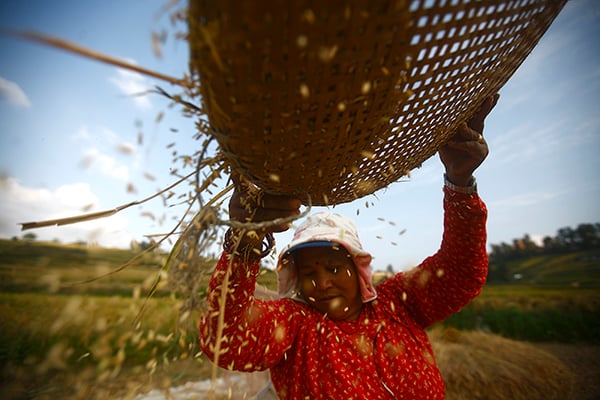 A farmer separates the chaff from grains of rice in Khokana on Monday.