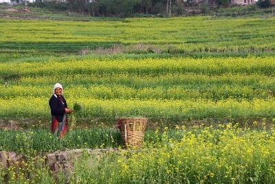 FLOWER GIRL: A woman plucks weeds in a field blooming with flowers in Khokana on Saturday.