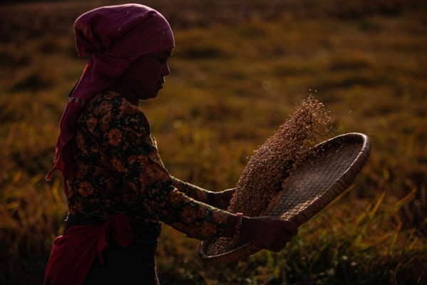Susmita Galan, 40 winnows paddy at a field in Khokana on Sunday. Agriculture is the main source of food, income, and employment for the majority of people in Nepal.