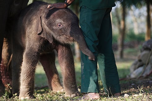WELCOME: A newborn baby elephant in Sauraha, Chitwan on Sunday with his mother and the mahout.