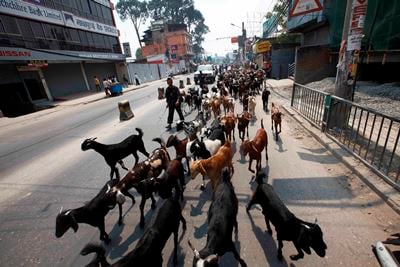 FREE SPACE: Instead of cars the road to Thapathali has goats during the national bandh on Sunday.