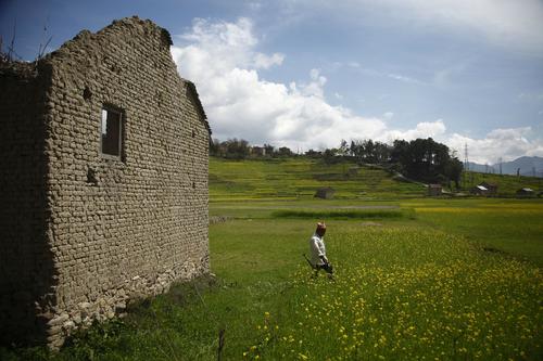 A farmer walks past a mustard field to fetch water at Khokana in Lalitpur on Wednesday.