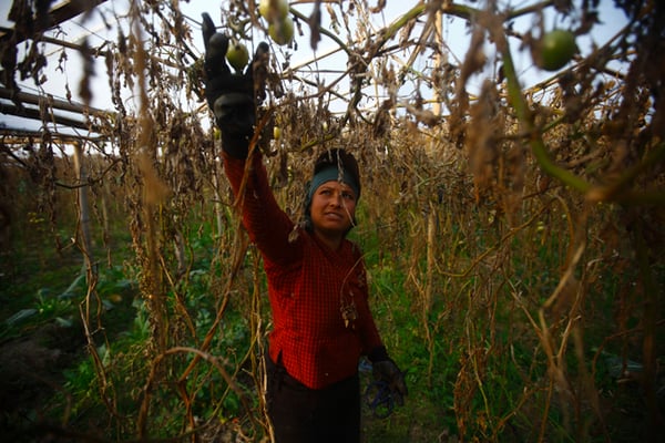 28-year-old Neeta Dangal from Biratnagar picks tomatoes at a farm in Lubu on Sunday.