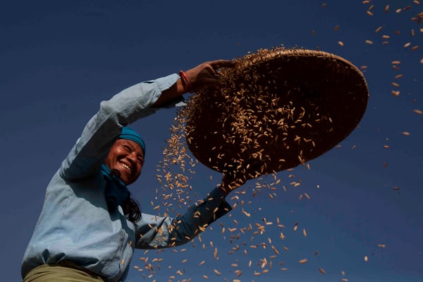 A woman use a nanglo to thresh newly harvested rice at Bhaktapur on Monday.