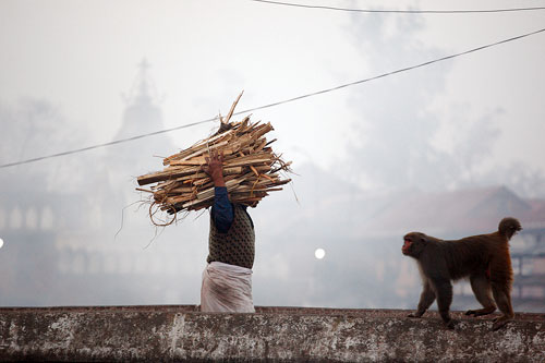 EARLY BIRD: A priest carries a bundle of wood to the cremation ghat at Pashupatinath on Sunday.