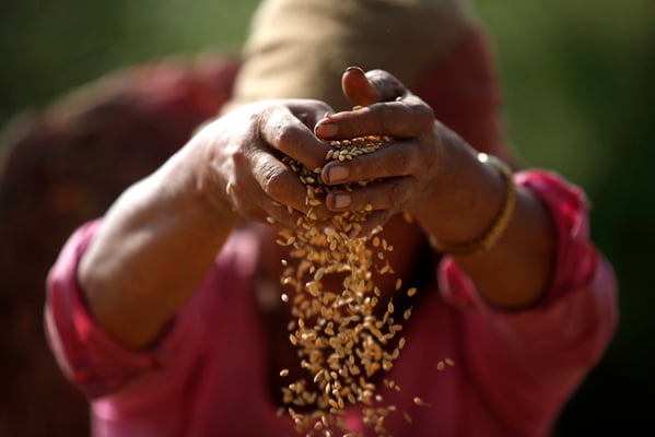 A farmer separates rice grains from the chaff after harvest in Bungamati, Lalitpur on Sunday. Rice is the staple food of almost all Nepalis and is grown abundantly in the Valley and in the southern plains of the country.