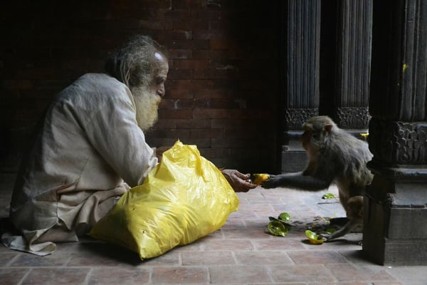 FRIENDS: A visitor at Pashupatinath shares mango with a monkey on Tuesday evening.