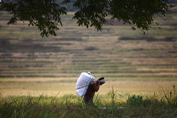 A man carrying a heavy sack walks along a rice field at Khokana in Lalitpur on Monday.
