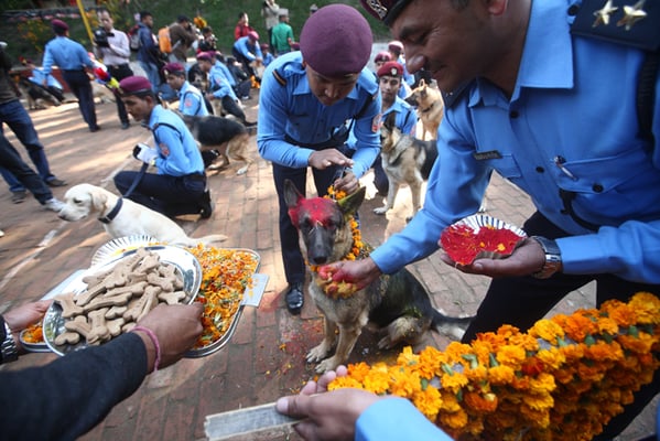 Policemen decorate a police dog with vermillion powder and flower garlands during Kukur Tihar at a police kennel division at Maharajgunj on Wednesday