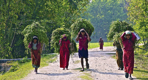 GOING GREEN: Villagers return after collecting fodder for their cattle from Kosi Tappu Wildlife Reserve in eastern Tarai.