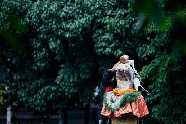 A man offers milk to a statue of a serpent at Nag Pokhari on the occasion of Nag Panchami festival on Wednesday.