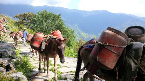 Mules carrying empty LPG cylinders back from the Annapurna Base Camp trail on Sunday.