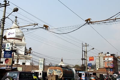 PERFECT BALANCE: Monkeys walk a tight-rope on electrical wires across a busy road to Kal Mochan temple in Kathmandu on Tuesday.