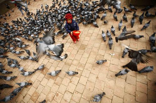 A child feeds maize kernels to pigeons at Basantapur Durbar Square on Tuesday.
