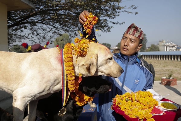 A policeman decorates a police dog with flowers during Kukur Tihar at a police kennel division at Maharajgunj on Wednesday.
