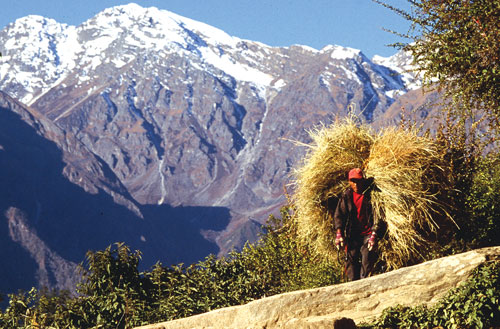 UP AND DOWN THE MOUNTAIN: A man carries hay for his donkeys and cattle early in the morning in Simikot Lagna, Humla.