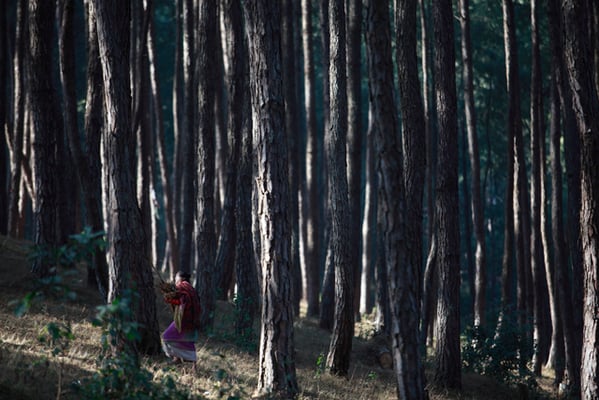 A woman collects firewood in the Gokarna forest on Saturday.
