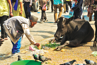 HUNGRY HEART: An elderly man takes food offered to stray cows at Basantapur Darbar square.