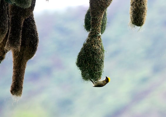 A Baya Weaver builds a nest in a tree on the outskirts of Kathmandu on Friday.