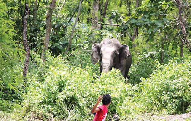 Wildlife attack