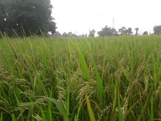 Madhes paddy