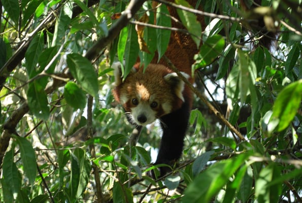 Amber Alert for the Red Panda