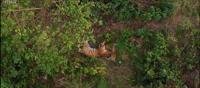 No tiger is an island