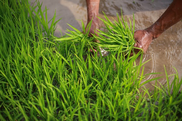 Paddy plantation
